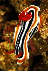 nudibranch,shot in anilao,philippines.nikon D200,ikelite ... by Parvin Dabas 